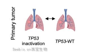 《自然遗传学》：首次破译了乳腺癌脑转移的机制