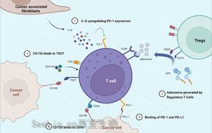《自然免疫学》:对如何利用免疫系统对抗癌症有了新的认识 《自然免疫学》:对如何利用免疫系统对抗癌症有了新的认识
