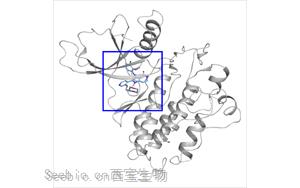 Sevabertinib：一种可逆性HER2抑制剂在肺癌中的临床前活性与临床潜力