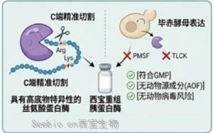 胰蛋白酶在生物技术产业中的应用全景图