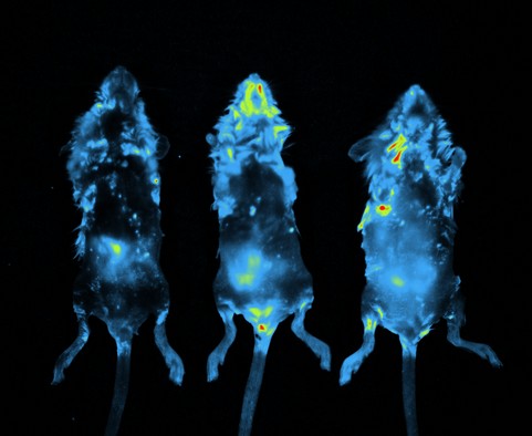 小动物活体成像用染料解决方案----Lumiprobe(3)