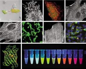 蛋白质、多肽、<font color='red'>核酸</font>等生物分子标记染料解决方案----Lumiprobe(5)