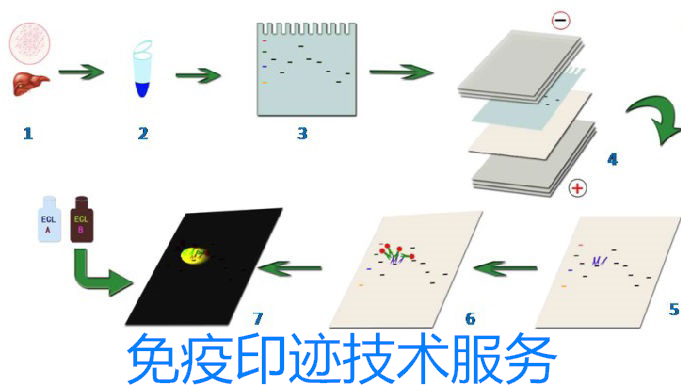 免疫印迹技术服务-西宝生物专业提供