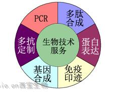 生物技术服务-尽在西宝生物CRO专业服务平台