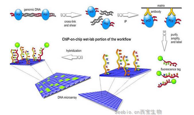 染色质免疫共沉淀技术(Chip)