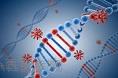 CRISPR-Cas9构建服务 CRISPR-Cas9构建服务