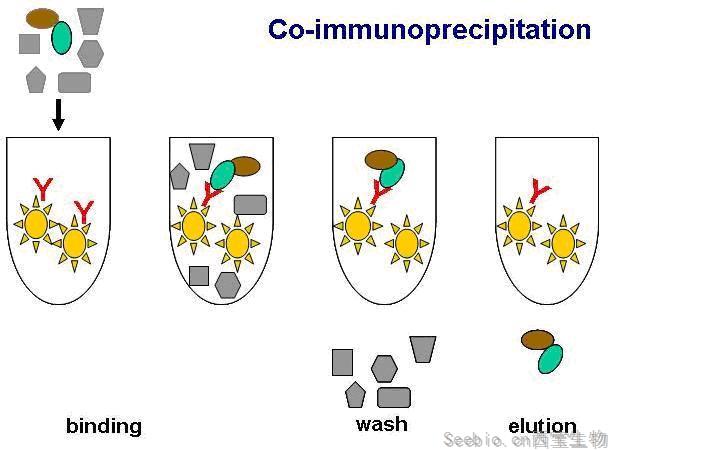 免疫共沉淀技术(CO-IP)