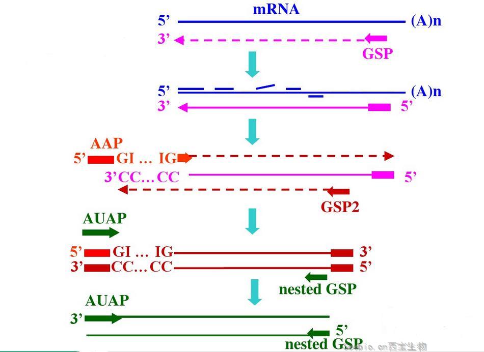 cDNA末端快速扩增技术(RACE)