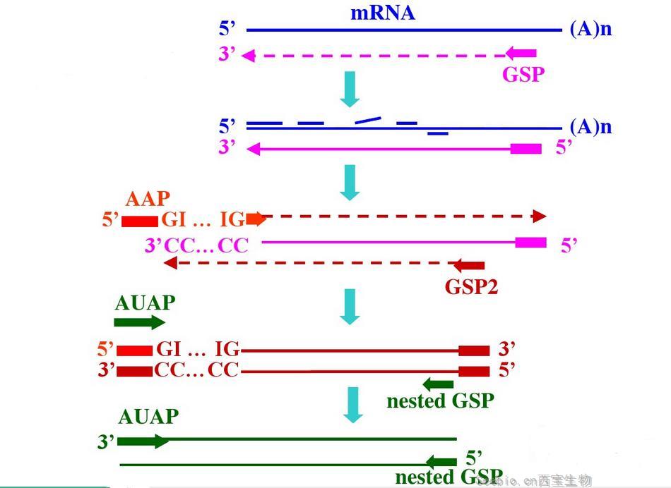 c<font color='red'>DNA</font>末端快速扩增技术(RACE)