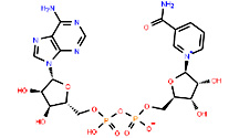 氧化型辅酶I|烟酰胺腺嘌呤二核苷酸|53-84-9| β-<font color='red'>NAD</font>