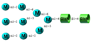 Permethylated N-Glycan standards 全甲基化N-多<font color='red'>糖</font>标准品