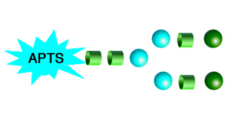 APTS Labeled N-Glycans APTS标记N-多糖