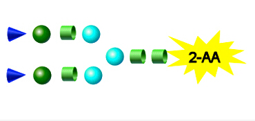 2-AA标记N-多糖 2-AA Labeled N-Glycans