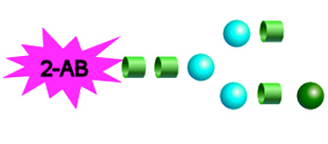 <font color='red'>2-AB Labeled</font> N-Glycans 2-AB标记N-多糖