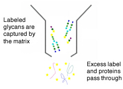 Glycan Purification Systems 多糖纯化系统