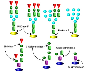 Glycan Release Kits 多糖释放试剂盒