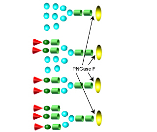 Endoglycosidases <font color='red'>内切糖苷酶</font>