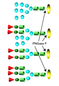 Deglycosylation Kits 去糖基化试剂盒