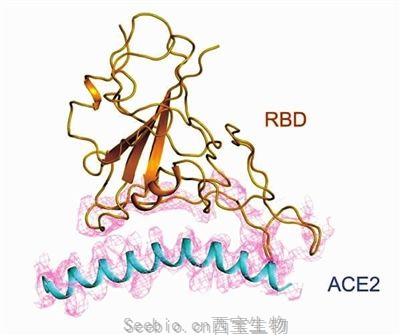 新型冠状病毒RBD蛋白(Fc Tag)