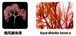 卡拉胶的生物来源