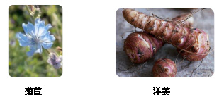 果聚糖的生物来源