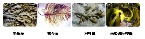 岩藻多糖硫酸酯的生物来源