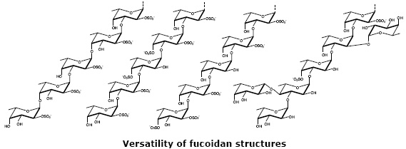 岩藻多糖硫酸酯的结构多样性