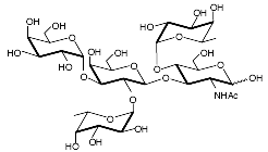 GLY038-4