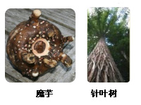 葡甘露聚糖的生物来源