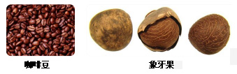 甘露聚糖的生物来源