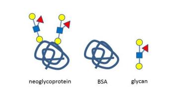 Neoglycoproteins