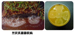 硬葡聚糖的生物来源