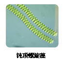 螺旋藻多糖的生物来源