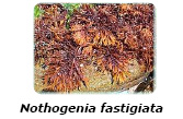 木甘露聚糖的生物来源